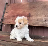 Lilly, a female Poodle - Miniature  and Mal Shi for sale in Millersburg, IN – 1 of 7