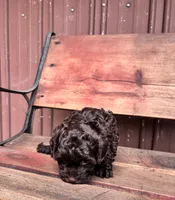 Tucker, a male Shihpoo for sale in Millersburg, IN – 4 of 4