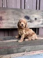Max, a male Goldendoodle for sale in Millersburg, IN – 4 of 5