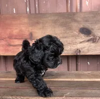 Lucy, a female Poodle - Miniature  and Mal Shi for sale in Millersburg, IN – 3 of 9