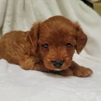 Bella, a female Cavapoo for sale in Millersburg, IN – 5 of 6