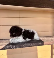 Bella, a female Shihpoo for sale in Millersburg, IN – 3 of 6