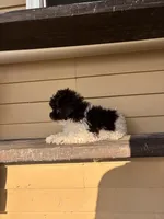 Bella, a female Shihpoo for sale in Millersburg, IN – 6 of 6
