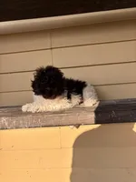 Bella, a female Shihpoo for sale in Millersburg, IN – 5 of 6