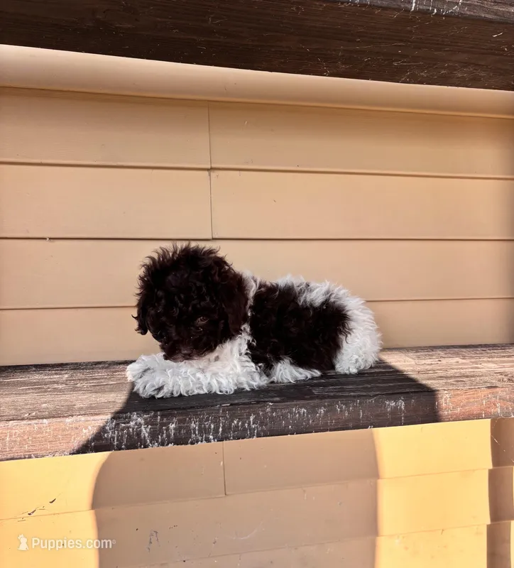 Bella – Shihpoo puppy for sale in Millersburg, IN