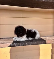 Bella, a female Shihpoo for sale in Millersburg, IN – 1 of 6