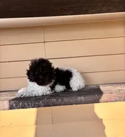 Bella, a female Shihpoo for sale in Millersburg, IN – 2 of 6