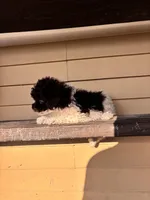 Bella, a female Shihpoo for sale in Millersburg, IN – 4 of 6