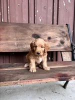 Tucker, a male Goldendoodle for sale in Millersburg, IN – 2 of 4