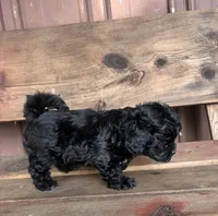 Lucy, a female Poodle - Miniature  and Mal Shi for sale in Millersburg, IN – 7 of 9