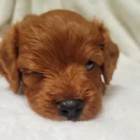 Bella, a female Cavapoo for sale in Millersburg, IN – 2 of 6