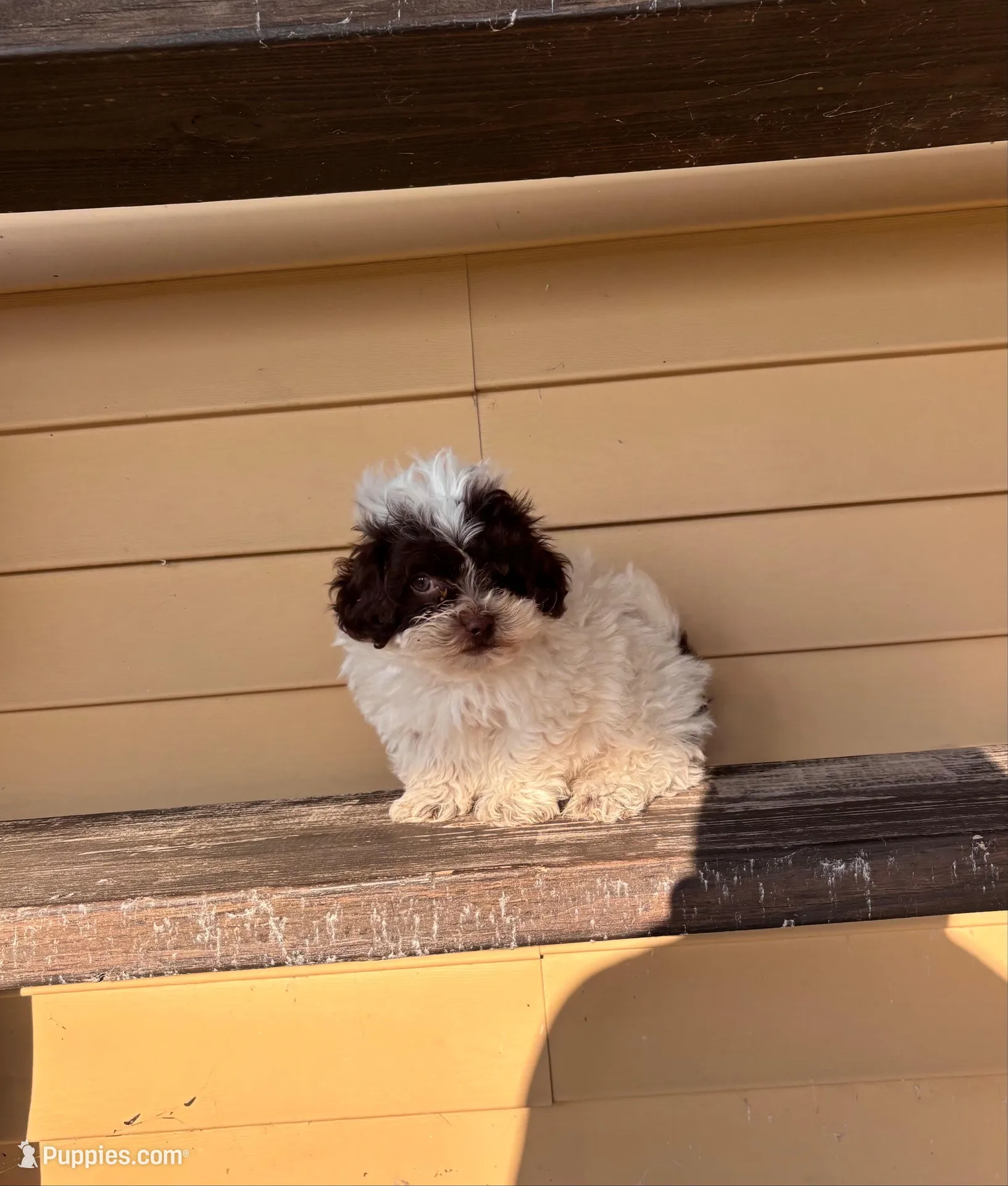Theo, a male Shihpoo for sale in Millersburg, IN – 3 of 4