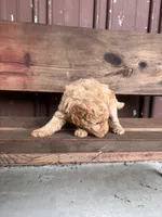 Lucy, a female Goldendoodle for sale in Millersburg, IN – 4 of 4