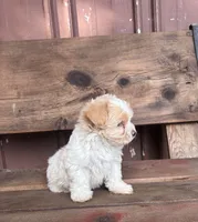 Lilly, a female Poodle - Miniature  and Mal Shi for sale in Millersburg, IN – 6 of 7