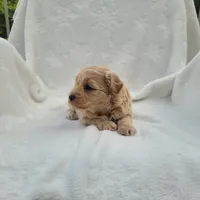 Max, a male Havapoo for sale in Millersburg, IN – 8 of 8