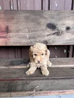 Lucy, a female Goldendoodle for sale in Millersburg, IN – 3 of 4