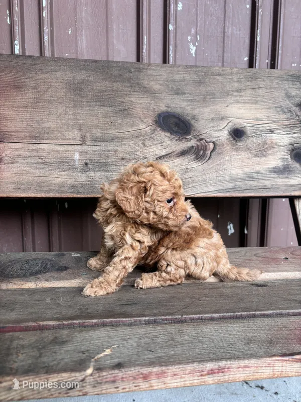 Max – Goldendoodle puppy for sale in Millersburg, IN