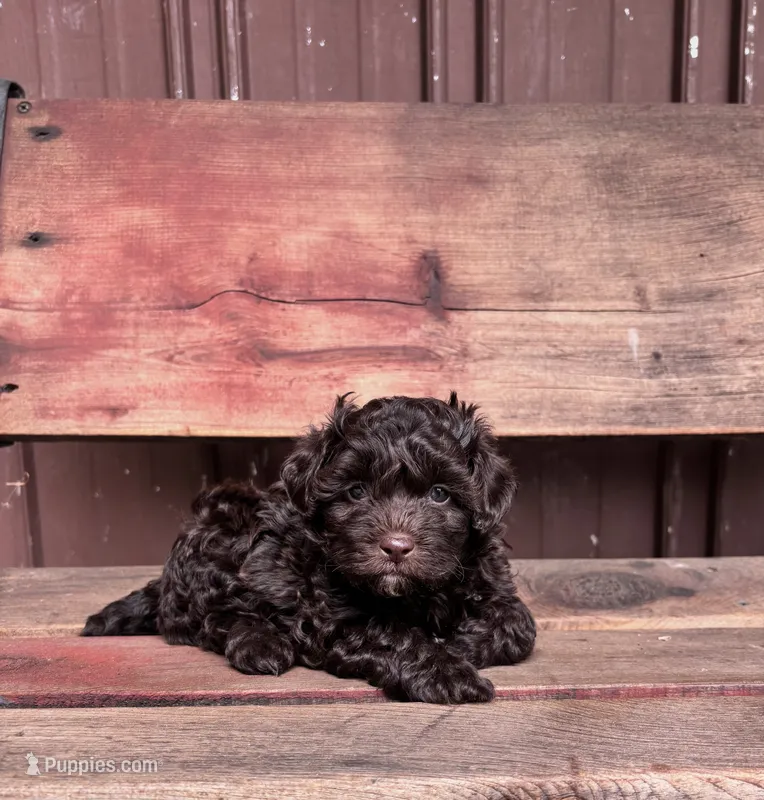 Tucker – Shihpoo puppy for sale in Millersburg, IN
