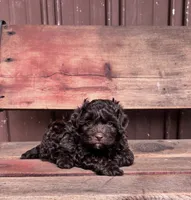 Tucker, a male Shihpoo for sale in Millersburg, IN – 1 of 4