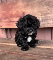 Lucy, a female Poodle - Miniature  and Mal Shi for sale in Millersburg, IN – 9 of 9