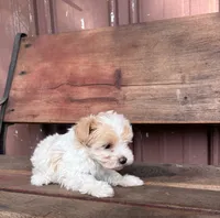 Lilly, a female Poodle - Miniature  and Mal Shi for sale in Millersburg, IN – 3 of 7