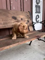 Tucker, a male Goldendoodle for sale in Millersburg, IN – 4 of 4