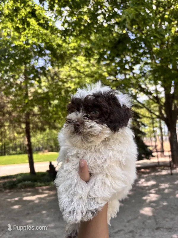 Theo – Shihpoo puppy for sale in Millersburg, IN