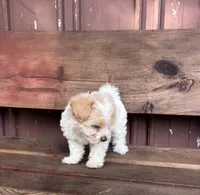 Lilly, a female Poodle - Miniature  and Mal Shi for sale in Millersburg, IN – 2 of 7