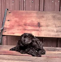 Tucker, a male Shihpoo for sale in Millersburg, IN – 3 of 4