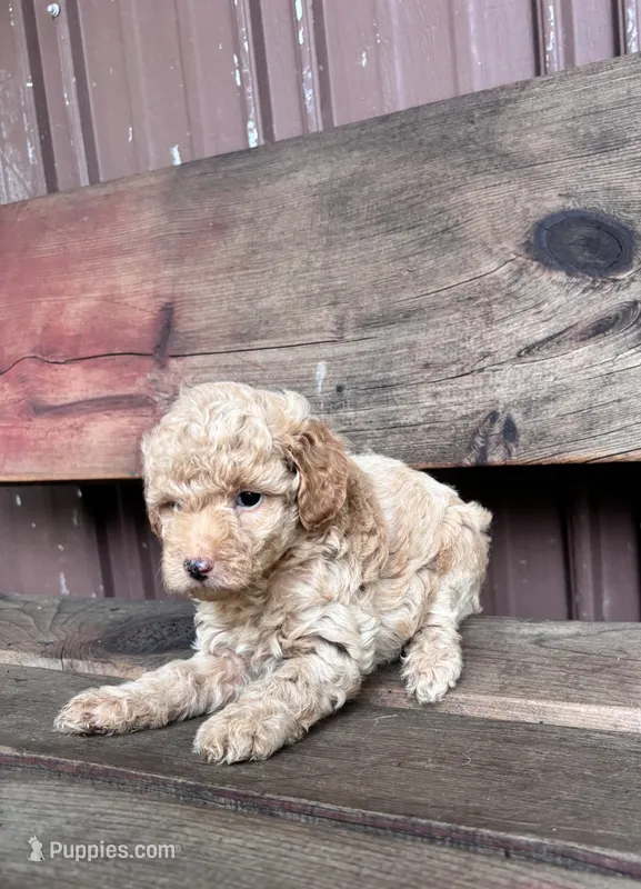 Lucy – Goldendoodle puppy for sale in Millersburg, IN