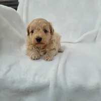 Max, a male Havapoo for sale in Millersburg, IN – 4 of 8