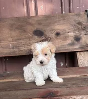 Lilly, a female Poodle - Miniature  and Mal Shi for sale in Millersburg, IN – 4 of 7