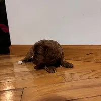 Bella, a female Cavapoo for sale in Millersburg, IN – 3 of 5