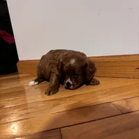 Bella, a female Cavapoo for sale in Millersburg, IN – 1 of 5