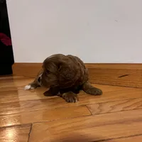 Bella, a female Cavapoo for sale in Millersburg, IN – 5 of 5
