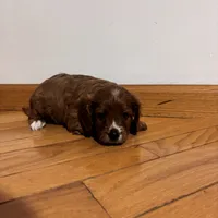 Bella, a female Cavapoo for sale in Millersburg, IN – 2 of 5