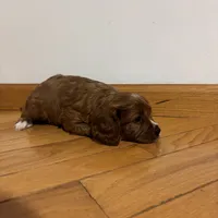 Bella, a female Cavapoo for sale in Millersburg, IN – 4 of 5
