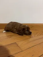 processed/defc7450-e827-47b1-ad6f-221a46694dff/listing/c3aafe08-133a-4d89-8e51-691fc08d6b8d/fdf55d97-e235-418c-b6f5-df17645a89c0