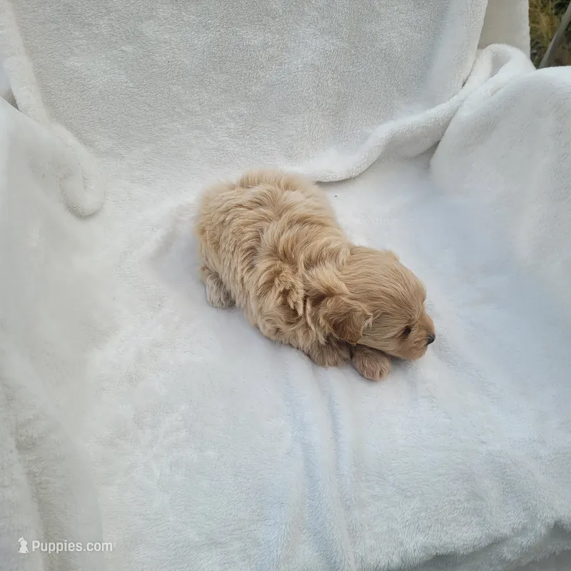 Max – Havapoo puppy for sale in Millersburg, IN