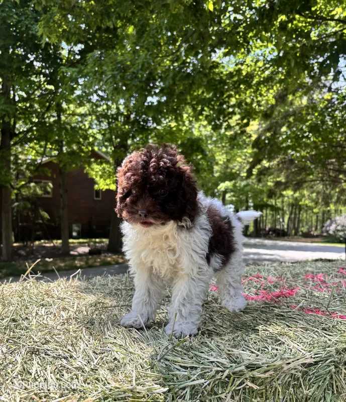 Bella – Shihpoo puppy for sale in Millersburg, IN