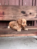 Tucker, a male Goldendoodle for sale in Millersburg, IN – 3 of 4