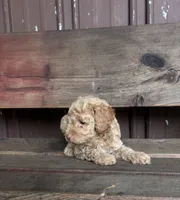 Dawn, a female Goldendoodle for sale in Millersburg, IN – 2 of 4