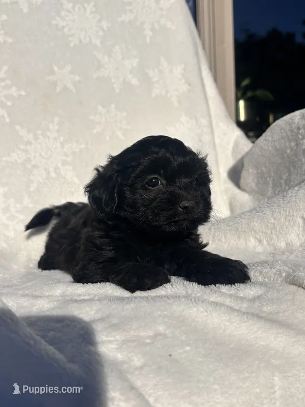 Reya – Havapoo puppy for sale in Millersburg, IN
