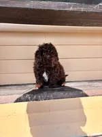 Charles, a male Shihpoo for sale in Millersburg, IN – 5 of 5