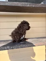 Charles, a male Shihpoo for sale in Millersburg, IN – 3 of 5