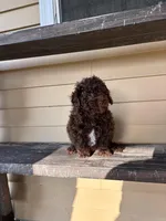 Charles, a male Shihpoo for sale in Millersburg, IN – 4 of 5