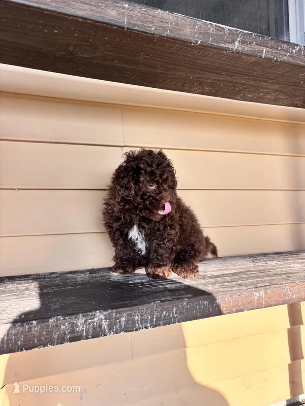 Charles – Shihpoo puppy for sale in Millersburg, IN