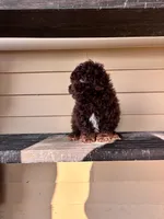 Charles, a male Shihpoo for sale in Millersburg, IN – 2 of 5