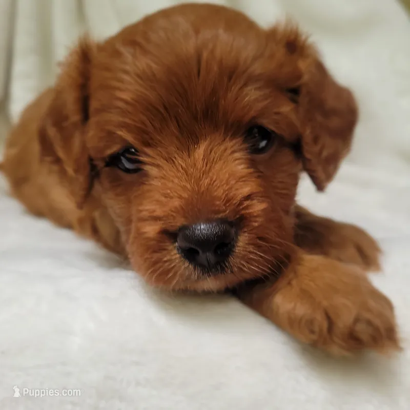 Bella – Cavapoo puppy for sale in Millersburg, IN