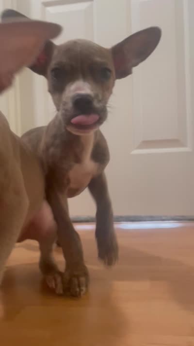 Dudey , a male American Pit Bull Terrier for sale in Garner, NC – 2 of 2
